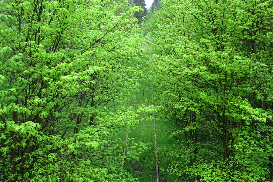 05.2010: Dąbrówka Bytowska - Borzytuchom