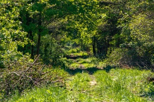 Resko-Gościno: Czartkowo - Rzesznikowo