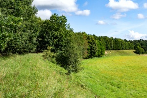 Łożnica wąskotorowa