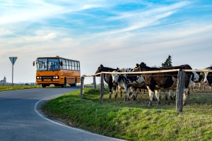Ikarus 260.32 #DW 38E: Svatbín - Brník