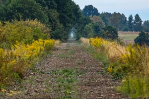 Strzelce Opolskie - Brzezina